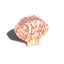 Pink Stone Shell Green